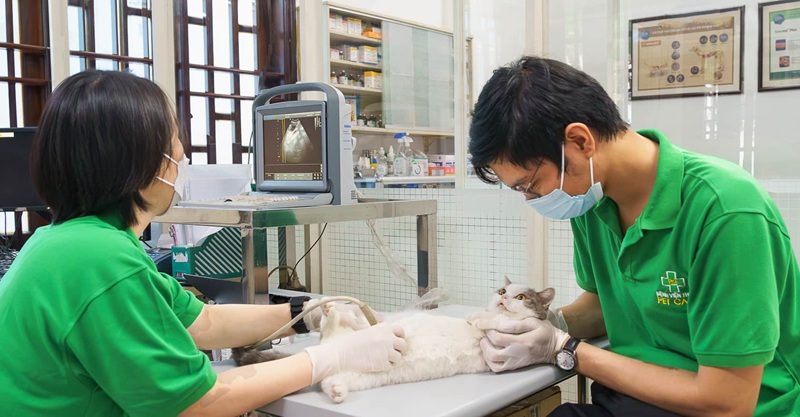 Top 11 phòng khám thú y uy tín tại Huế