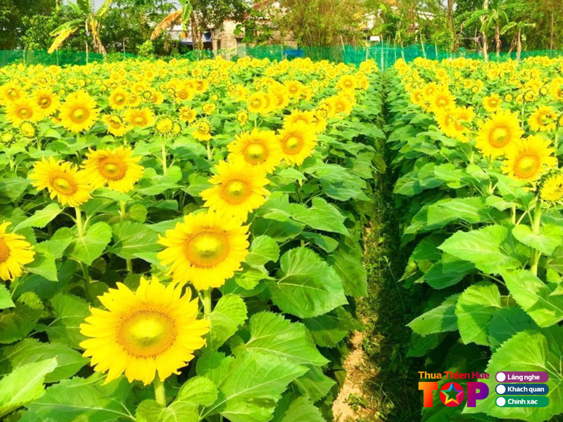 Vuon-hoa-dai-hoc-nong-lam-hue-huetoplist